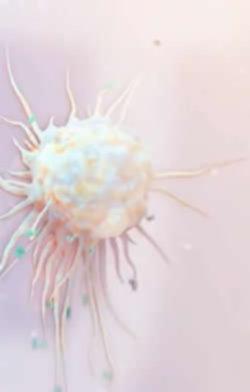 Betaglucan mobilisiert die Macrophagen und sorgt für einen Trainingseffekt des Immunsystems